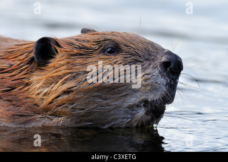 A close up side view of a beaver swimming in his beaver pond Stock Photo