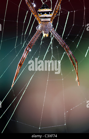 Saint Andrew's Cross Spider - Argiope keyserlingi , orb weaver Stock Photo