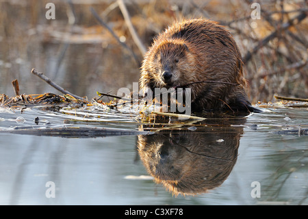 An adult beaver sitting on the edge of his beaver dam Stock Photo