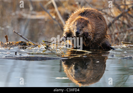 An adult beaver sitting on the edge of his beaver dam chewing on tree branch Stock Photo