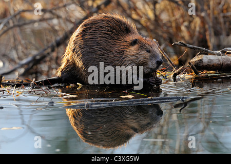An adult beaver sitting on the edge of his beaver dam Stock Photo