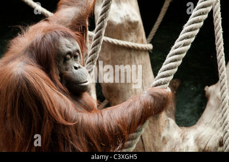 Orangutan in Jardin des Plantes - Paris Stock Photo