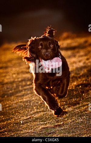 A wild eyed cocker spaniel puppy running, backlit by the evening sun Stock Photo