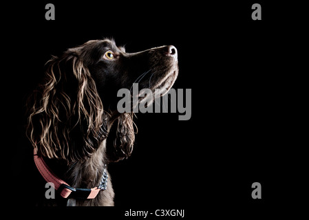 A low key image of a working cocker spaniel puppy Stock Photo