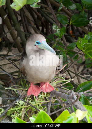 red-footed booby (sula sula) nesting, Genovesa Tower Island, Galapagos Islands  Ecuador Stock Photo