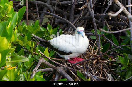 red-footed booby (sula sula) nesting, Genovesa Tower Island, Galapagos Islands  Ecuador Stock Photo