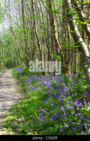 Path through bluebell wood, Sussex, UK Stock Photo