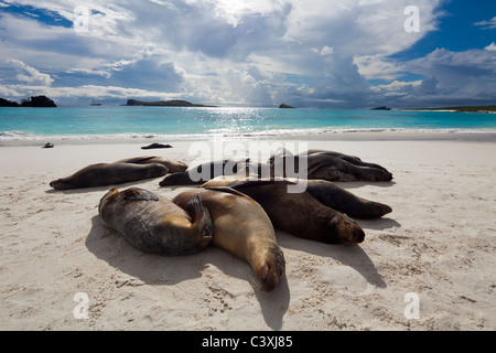 sea lions resting on the beach, Bahia Gardner, Espanola Island, Galapagos Islands, Ecuador Stock Photo