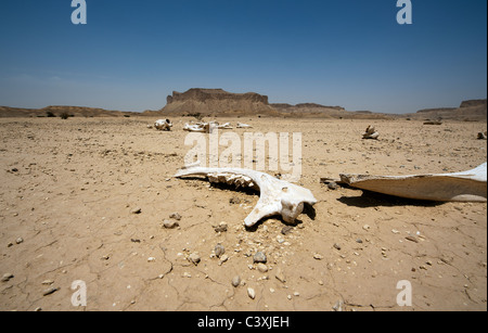 Arabian dromedary camel bones (camelus dromedarius) in the desert sand of Saudi Arabia outside Riyadh Stock Photo