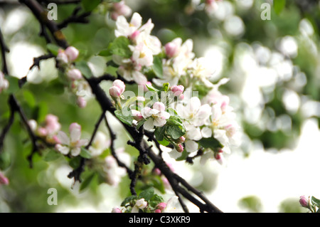 Apple tree flower blooming in spring time Stock Photo
