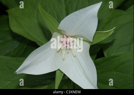 Trillium flexipes 'Harvington Selection' Stock Photo