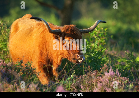 Highland cattle walking through heather and bracken, Kent, England Stock Photo