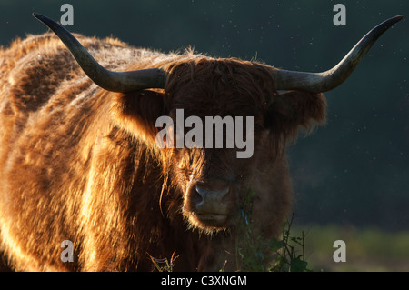 Highland cattle at sunrise, Kent, England Stock Photo