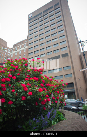 Roses grow in a garden across the street from St. Vincent's Catholic Medical Center in Greenwich Village in New York Stock Photo