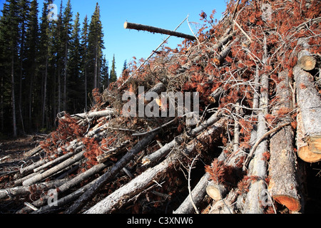 Logging slash in mountain pine beetle infested cutblocks, Bulkley Valley, British Columbia Stock Photo