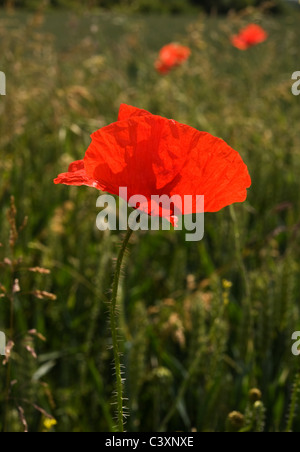 Papaver rhoeas, common Poppy, Ranmore, Surrey, UK Stock Photo