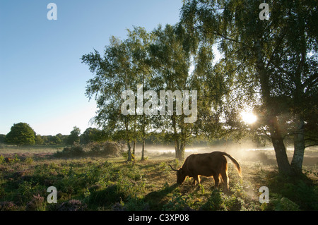 Highland cattle in lowland heath habitat at sunrise, Hothfield Heathlands, Kent, England, August Stock Photo