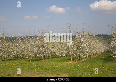 Herefordshire England UK  Rows of Cider apple trees covered in blossom lovely April spring day important local grown produce  attracting swarms bees Stock Photo