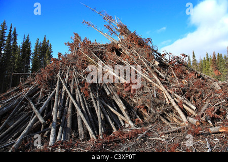 Logging slash in mountain pine beetle infested cutblocks, Bulkley Valley, British Columbia Stock Photo