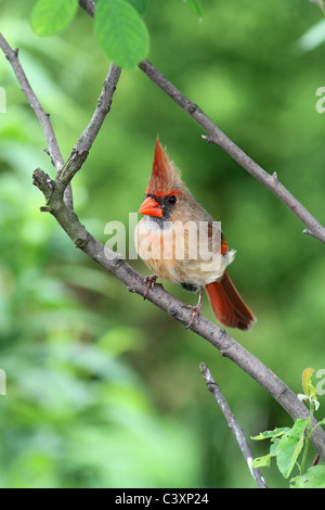 Female northern cardinal in serviceberry Stock Photo