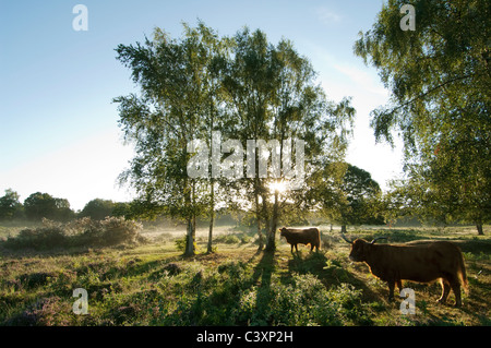 Highland cattle in lowland heath habitat at sunrise, Hothfield Heathlands, Kent, England, August Stock Photo