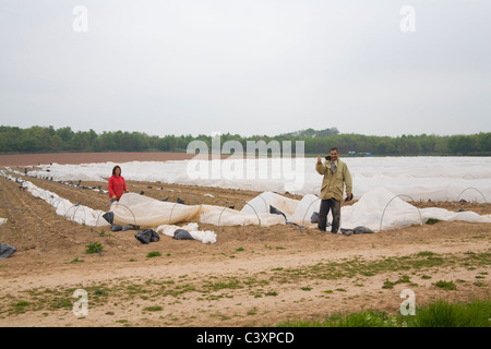 Herefordshire England UK Male and female migrant workers clearing protective plastic covering so asparagus can be picked Stock Photo