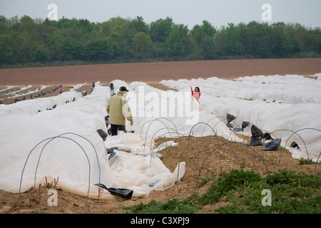 Herefordshire England UK Male and female migrant workers clearing protective plastic covering so asparagus can be picked Stock Photo