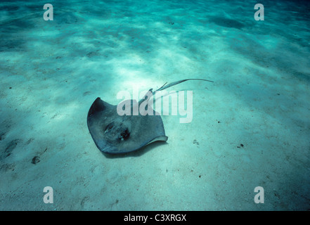 Southern Stingray (Dasyatis americana) swimming on a sandy bottom. Stingray City, Grand Cayman Island, Caribbean Sea Stock Photo