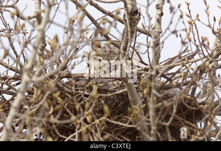 Great Horned Owl in Nest Saskatchewan Canada Stock Photo