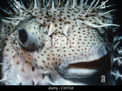 Inflated Bridled Pufferfish (Chilomycterus antennatus), Bahamas - Caribbean Sea. Stock Photo