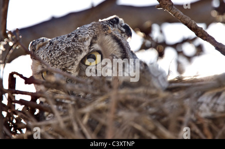 Great horned owl in nest with stare in Saskatchewan Stock Photo