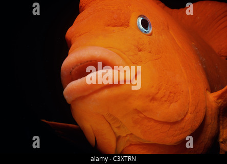 Garibaldi (Hypsypops rubicundus), the State Fish of California. Southern California, USA. Pacific Ocean. Stock Photo