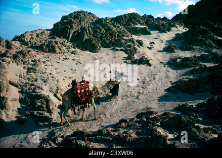 Bedouin man crossing the desert with a camel. Sinai- Egypt Stock Photo