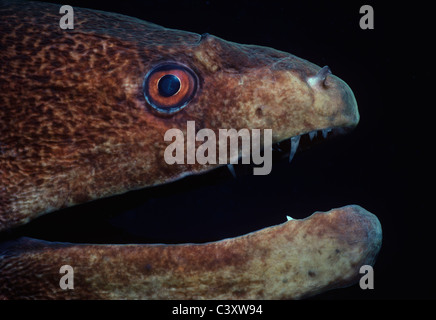 Giant Moray Eel (Gymnothorax javanicus) with its mouth naturally agape. Egypt, Red Sea. Stock Photo