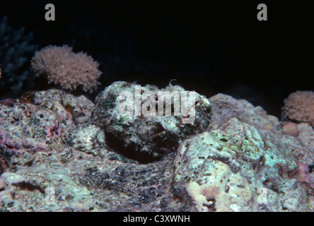 False Stonefish (Scorpaenopsis diabolus) camouflaged on coral reef bed. Egypt, Red Sea. Stock Photo