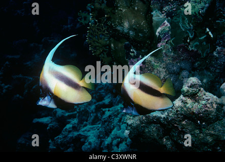 Pair of Red Sea Bannerfish (Heniochus intermedius), also known as Moorish Idols. Egypt, Red Sea. Stock Photo