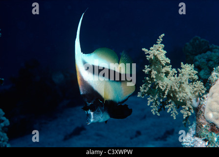 Pair of Red Sea Bannerfish (Heniochus intermedius), also known as Moorish Idols. Egypt, Red Sea. Stock Photo
