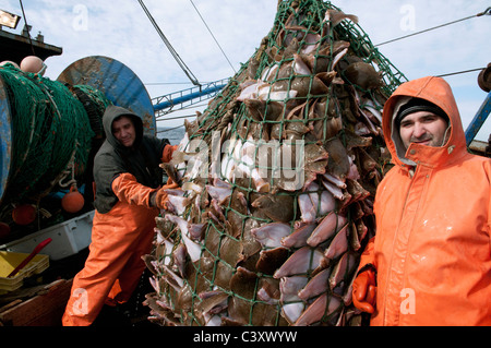 New England fishermen with a dragger net overflowing with yellowtail flounder (Limanda ferruginea). Stellwagon Bank, New England Stock Photo