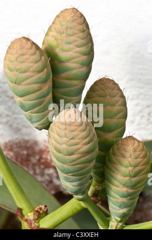 Welwitschia mirabilis female cones Kirstenbosch Ian Reddihough Conservatory  Welwitschia House Cape South Africa Stock Photo