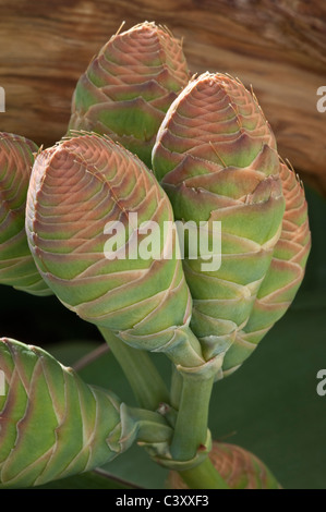 Welwitschia mirabilis female cones Kirstenbosch Ian Reddihough Conservatory  Welwitschia House Cape South Africa Stock Photo