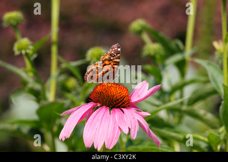 American Lady butterfly (Vanessa virginiensis) feeding on a Purple Coneflower (Echinacea sp.) in New York's Central Park Stock Photo