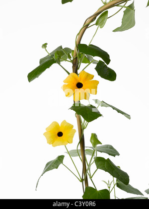 Flowering Thunbergia plant Stock Photo