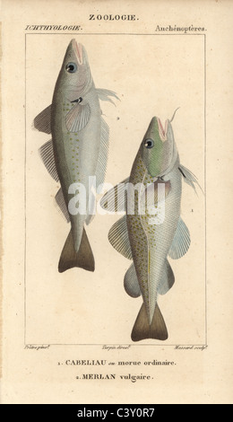 Cod and whiting Stock Photo