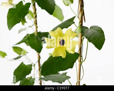 Flowering Thunbergia Black-Eyed Susan vine on trellis Stock Photo