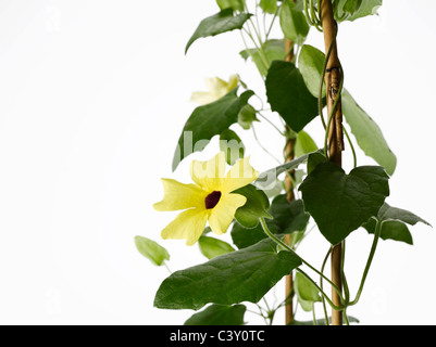 Flowering Thunbergia Black-Eyed Susan vine on trellis Stock Photo