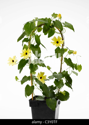 Flowering Thunbergia Black-Eyed Susan vine in flower-pot Stock Photo