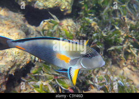 surgeon-fish close-up swiming under water among coral Stock Photo
