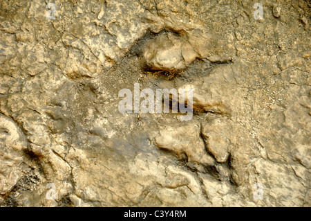 Plateosaurus Dinosaur Fossilized Footprint or Tracks from the Gard Departement France Stock Photo