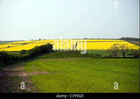 Duggleby Howe Neolithic round barrow, East Riding of Yorkshire, UK Stock Photo