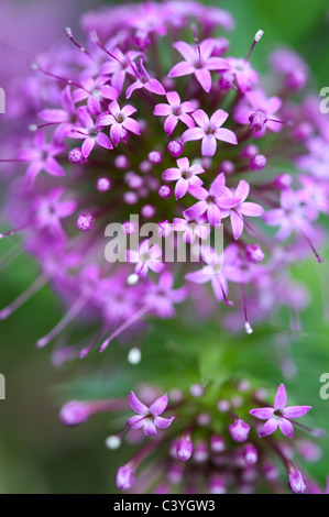 Phuopsis stylosa. Caucasian crosswort flowers Stock Photo